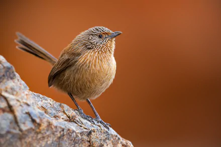 Dusky Grasswren wren perched on a sunlit rock against warm orange bokeh — 4K Ultra HD PC desktop wallpaper animal close-up.