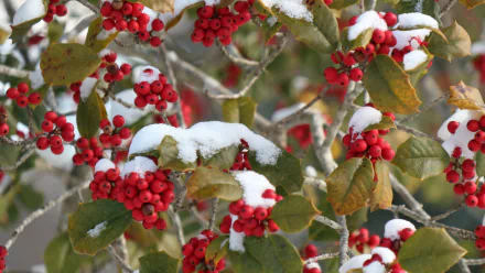 Vibrant red berries dusted with snow on leafy branches, captured in a stunning 4K Ultra HD nature photograph for PC desktop wallpaper and background.