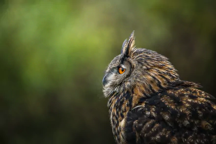 eurasian eagle-owl Animal owl HD Desktop Wallpaper | Background Image