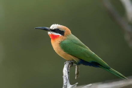 White-fronted Bee-eater Animal bee-eater HD Desktop Wallpaper | Background Image