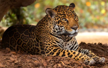Animal jaguar HD Desktop Wallpaper | Background Image