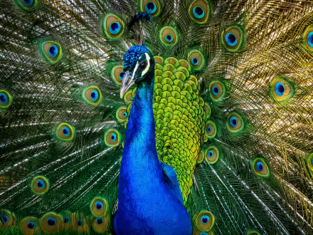 Animal peacock HD Desktop Wallpaper | Background Image