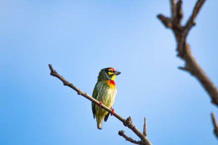 Coppersmith Barbet Animal Barbet HD Desktop Wallpaper | Background Image
