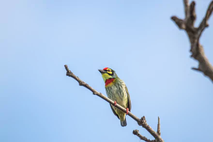 Coppersmith Barbet Animal Barbet HD Desktop Wallpaper | Background Image