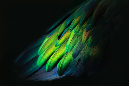  Glowing feathers of a Nicobar Pigeon by David Clode