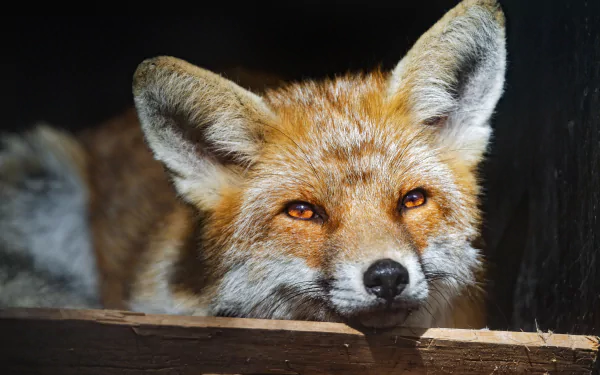 A stunning HD desktop wallpaper featuring a majestic fox in its natural habitat.