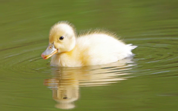 duckling Animal duck HD Desktop Wallpaper | Background Image