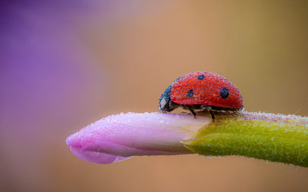 Vibrant red ladybug perched on a green leaf in close-up, orienting towards the camera. Ideal as an HD desktop wallpaper.