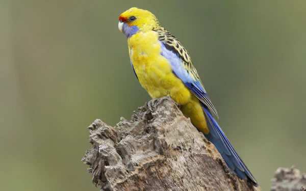  Yellow rosella (Platycercus elegans flaveolus) by JJ Harrison