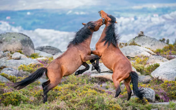 Two horses rearing and playfully interacting amidst rocky terrain under a bright sky, rendered in detailed 4K Ultra HD as a PC desktop wallpaper.