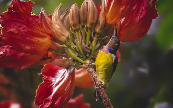  Brown-throated Sunbird (Anthreptes malacensis) by Domzjuniorwildlife