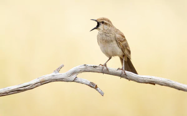  Rufous songlark (Cincloramphus mathewsi), Lake Cargelligo, New South Wales, Australia by JJ Harrison