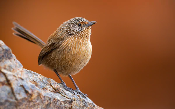  Dusky Grasswren (Amytornis purnelli). MacDonnell Region, Northern Territory, Australia. by JJ Harrison