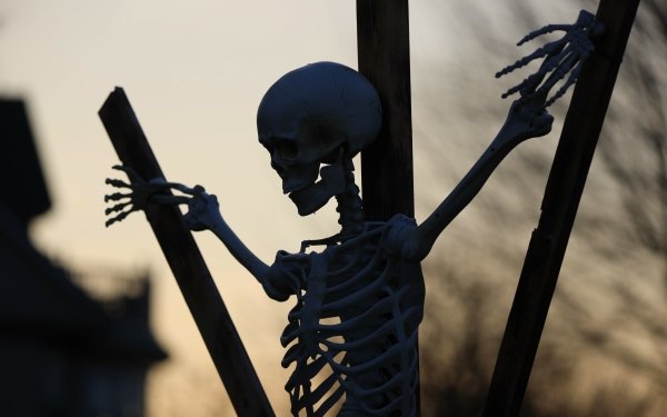 Holiday Halloween Skeleton HD Wallpaper | Background Image