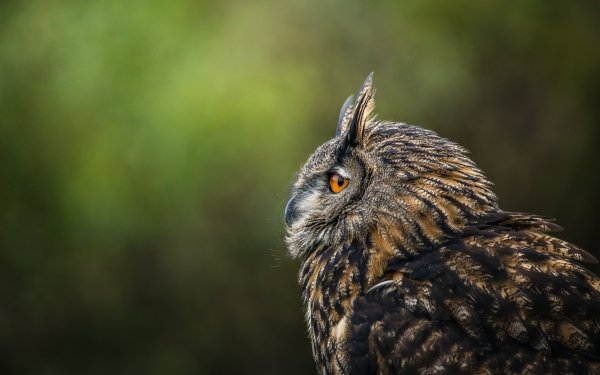 Animal Owl Birds Owls Eurasian Eagle-Owl HD Wallpaper | Background Image