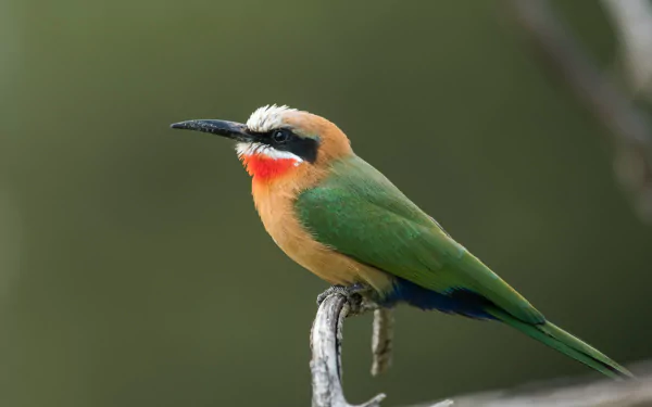 White-fronted Bee-eater Animal bee-eater HD Desktop Wallpaper | Background Image