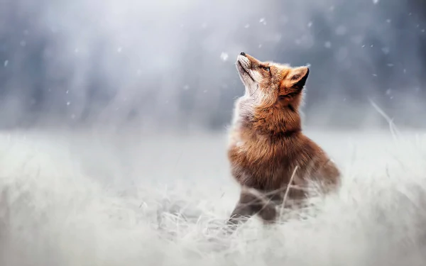 Majestic fox in a stunning HD desktop wallpaper setting, showcasing nature's beauty and elegance.