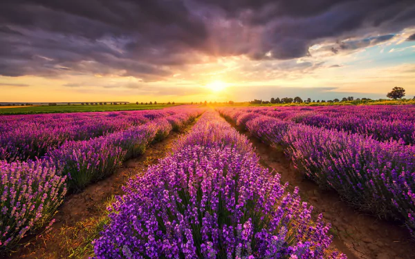 Lavender Bliss: A Nature HD Wallpaper