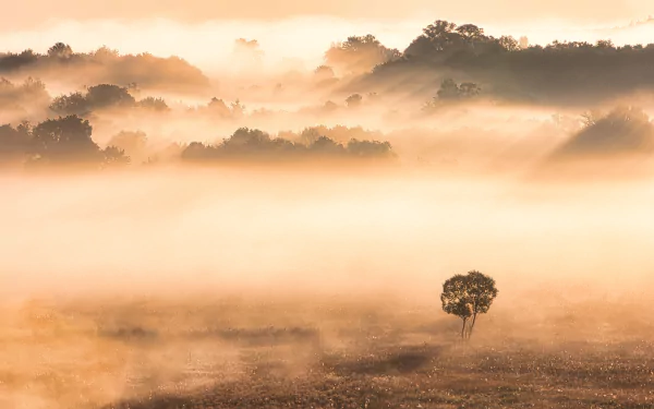 nature fog HD Desktop Wallpaper | Background Image
