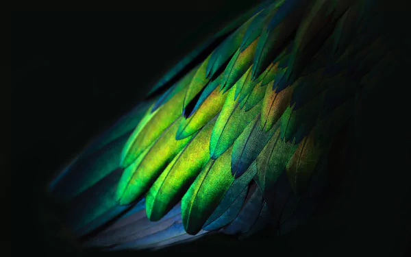 Vivid close-up photograph of a delicate feather, perfect for HD desktop wallpaper and background.