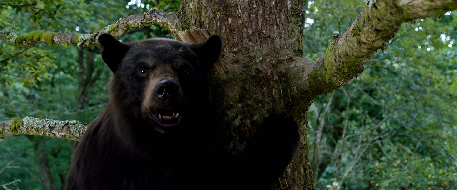 HD desktop wallpaper featuring a bear with a dark fur in a forest setting, tagged with 'Cocaine Bear' as a background theme.