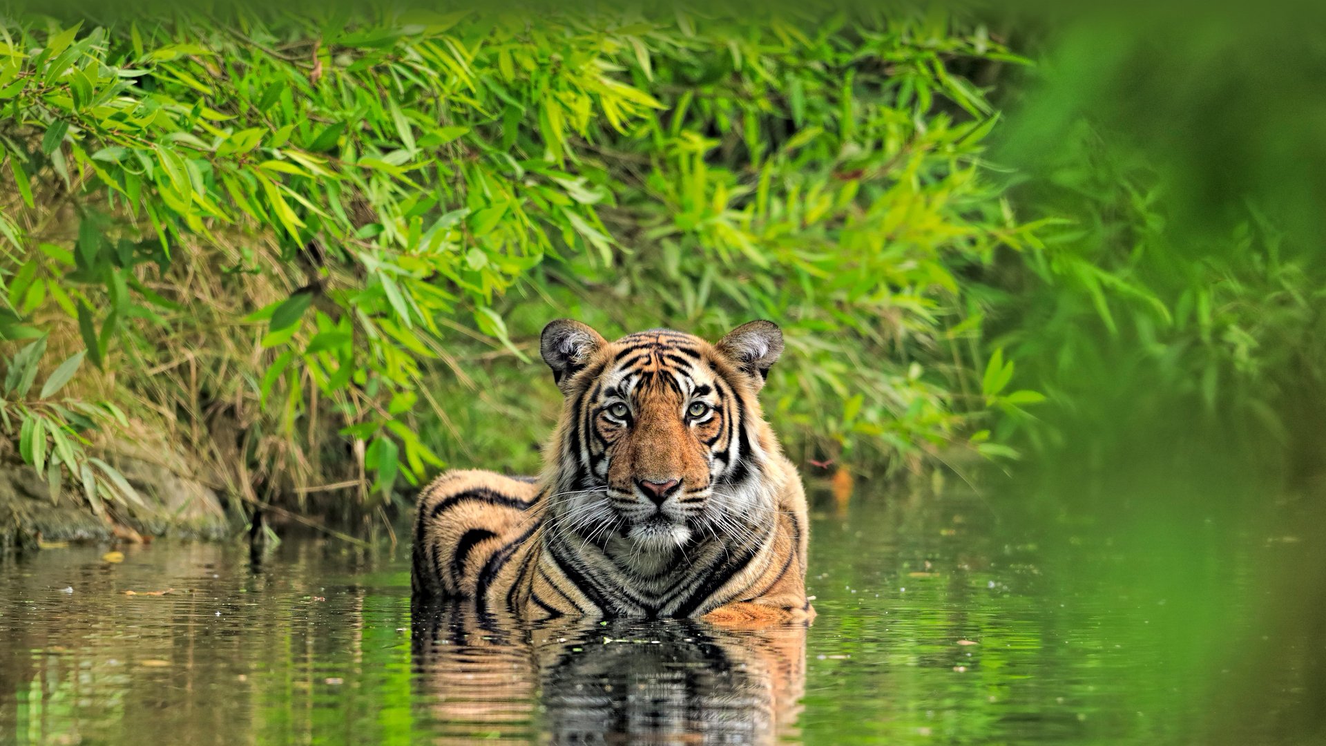 Bengal Tiger 4K Ultra HD Wallpaper - Download Now