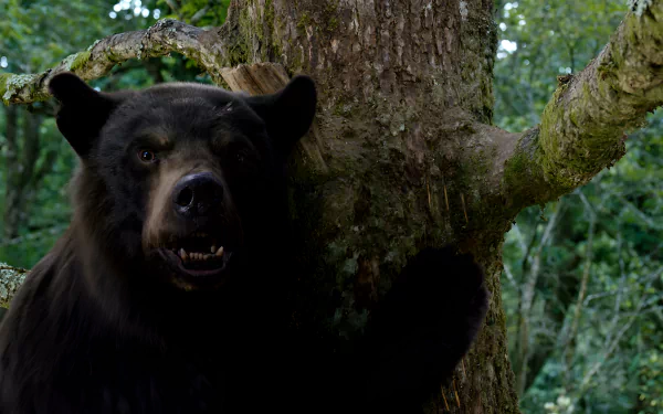 HD desktop wallpaper featuring a bear with a dark fur in a forest setting, tagged with 'Cocaine Bear' as a background theme.