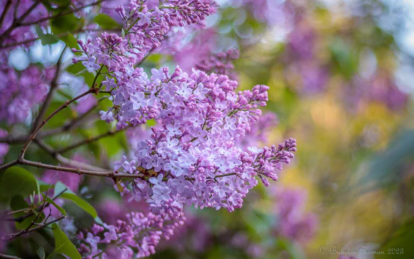nature lilac HD Desktop Wallpaper | Background Image