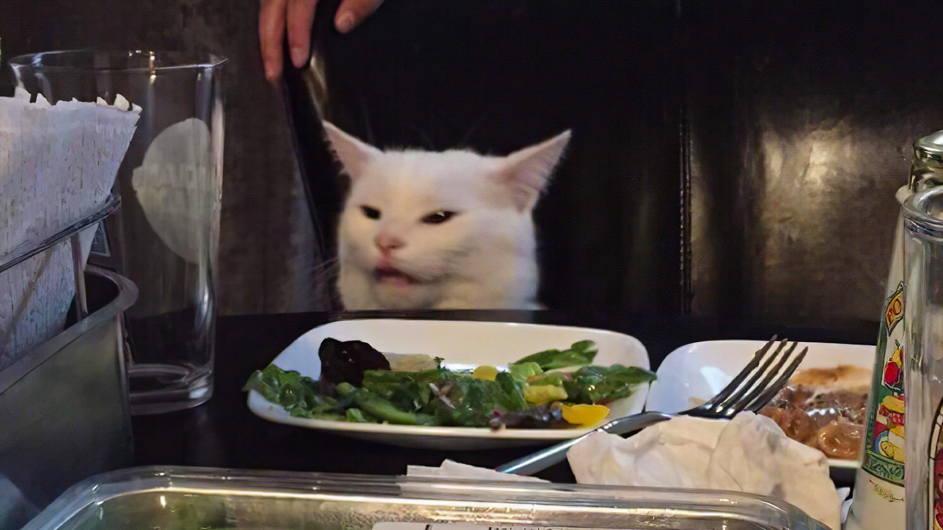 Dinner Cat Meme HD Wallpaper - Download & Enjoy!