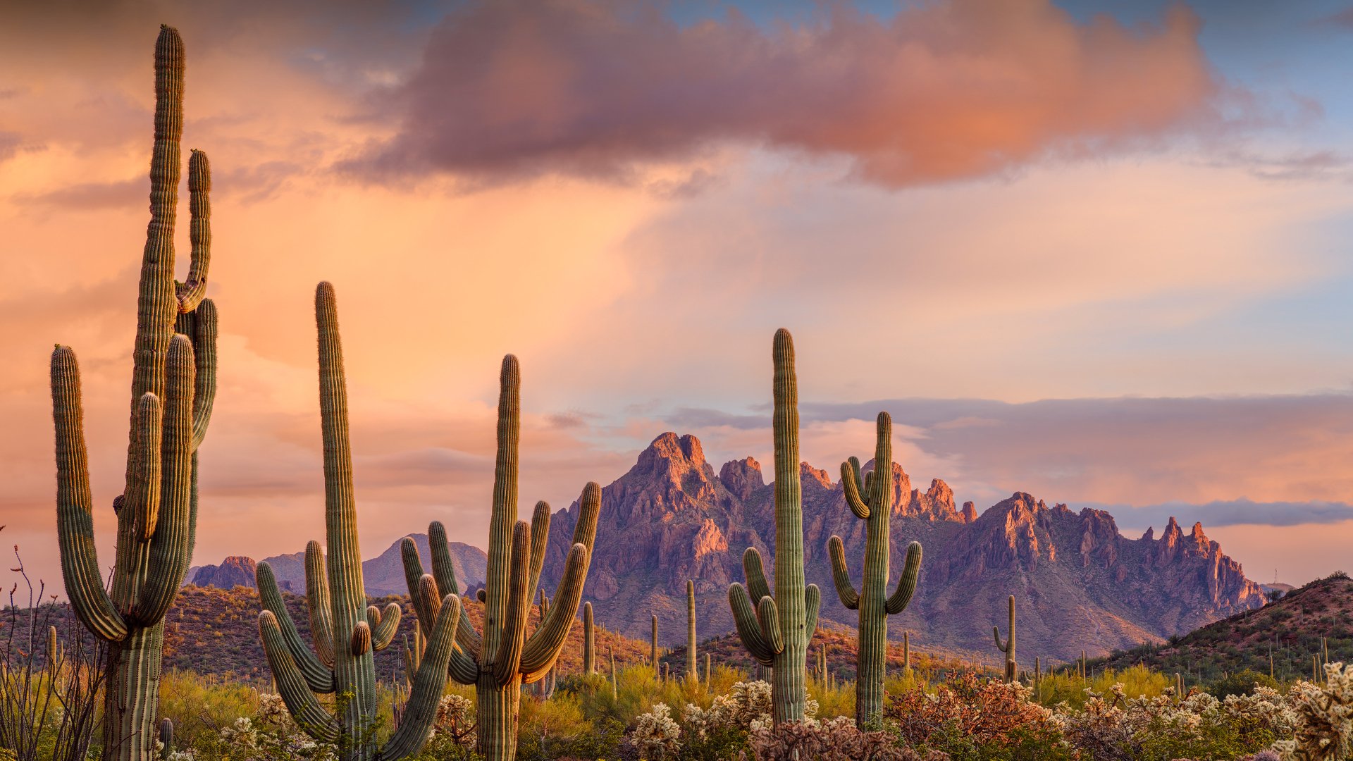 Saguaro Splendor: 4K Ultra HD Wallpaper - Download Now by Jack Dykinga