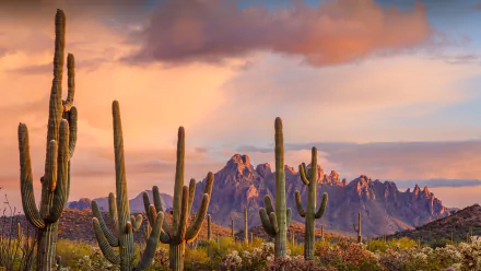 4K Ultra HD desktop wallpaper featuring towering saguaro cacti against a vibrant desert landscape with rugged mountains under a colorful sky at sunset.