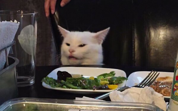 Humorous HD wallpaper featuring a cat sitting at a dinner table with a plate of salad, expressing a disgruntled look, perfect for meme enthusiasts' desktop backgrounds.