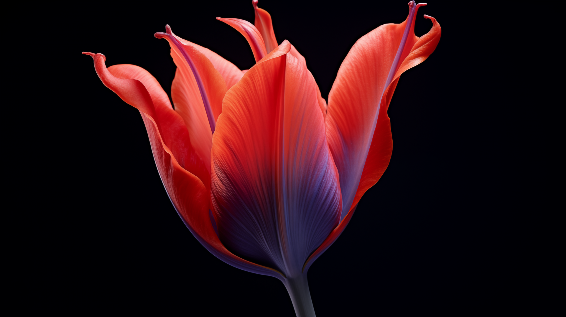 A striking red tulip with rich, vibrant petals stands boldly against a dark background, creating an elegant and captivating HD desktop wallpaper.