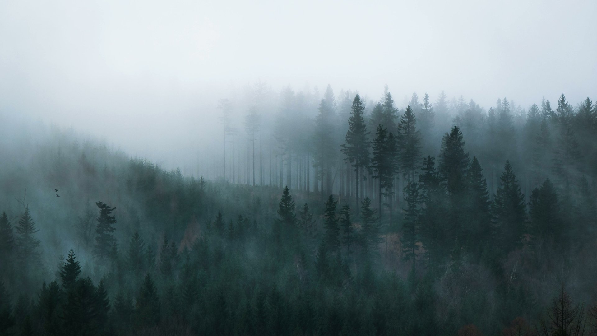 Download Forest Fog 4k Ultra HD Wallpaper by Michał Osiński