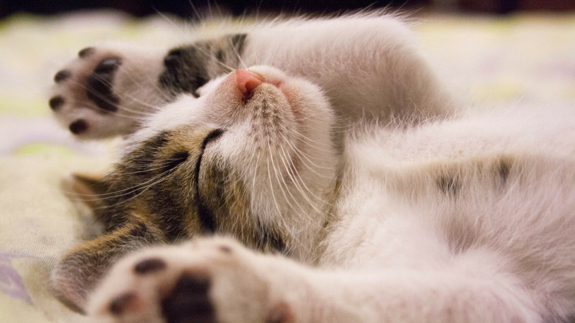 Download Animal Cat Kitten Paw 4k Ultra HD Wallpaper