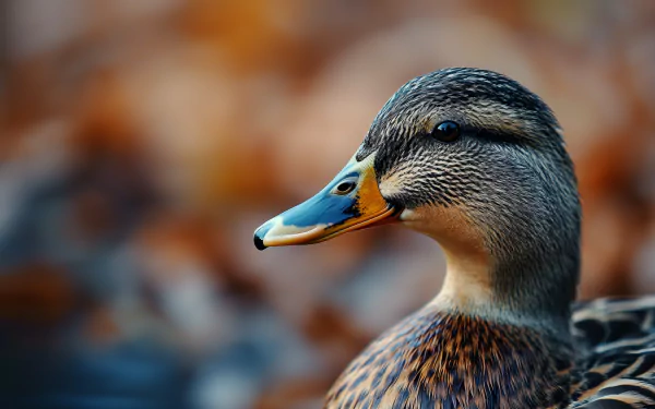 HD wallpaper of a close-up duck with a blurred autumn background.