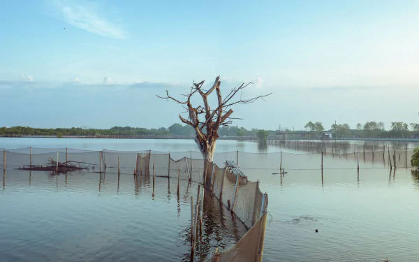  Dead Tree
