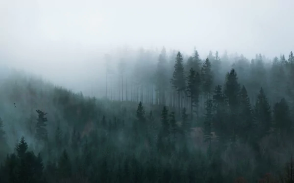  Forest in the Mist by Michał Osiński