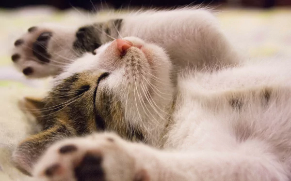  Kitten Tummy Up