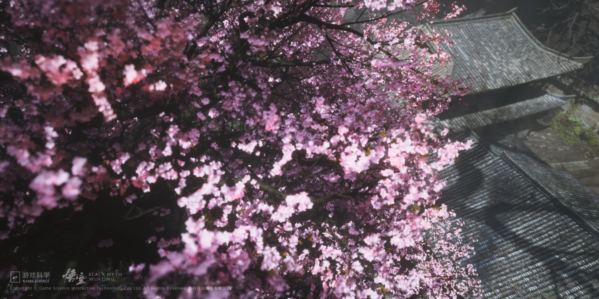 HD desktop wallpaper featuring vibrant sakura blossoms, inspired by the video game Black Myth: Wukong, showcasing a serene blend of pink flowers and subtle shadows.