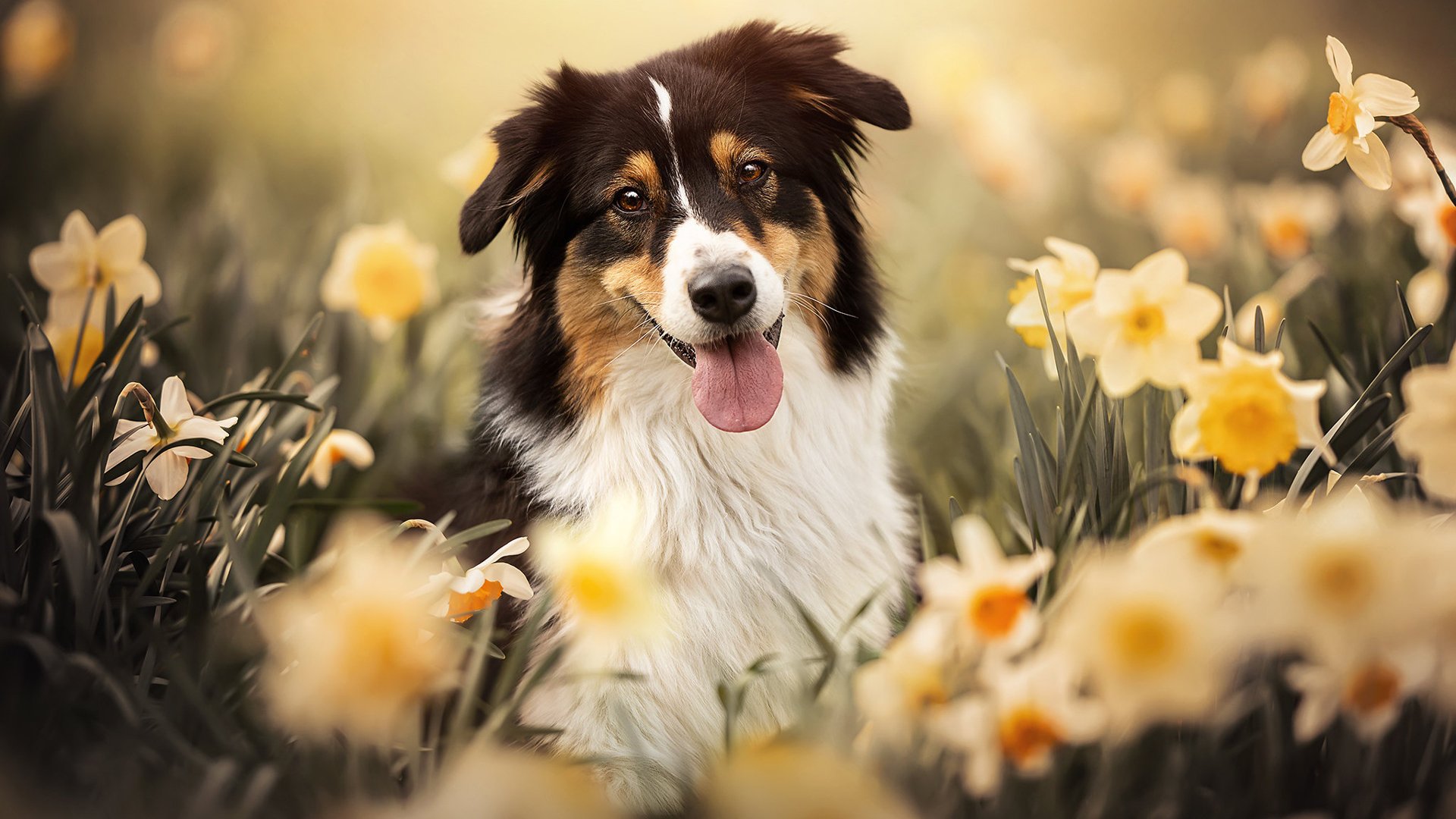 Download Australian Shepherd HD Wallpaper