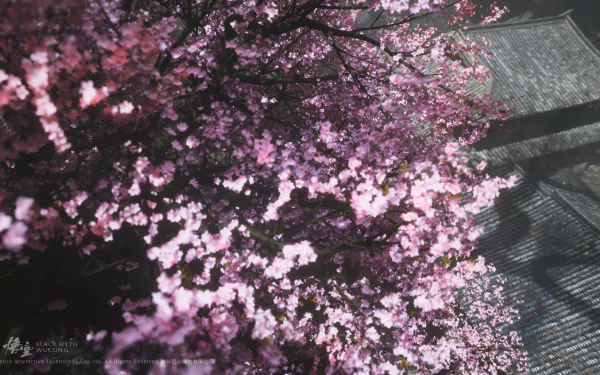 HD desktop wallpaper featuring vibrant sakura blossoms, inspired by the video game Black Myth: Wukong, showcasing a serene blend of pink flowers and subtle shadows.