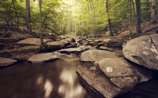 HD desktop wallpaper featuring a serene forest landscape with a stream flowing over large stones surrounded by towering trees.