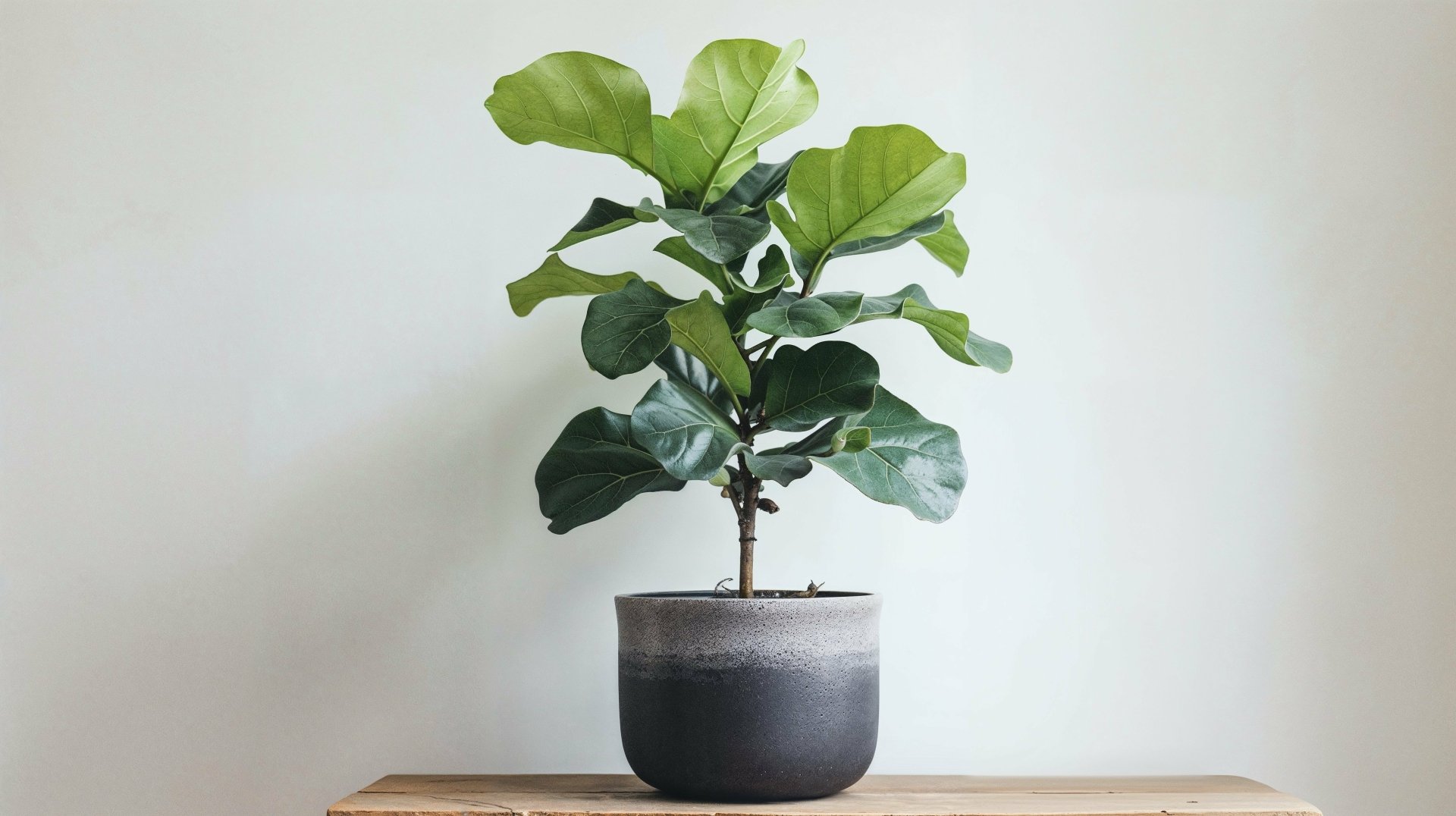 HD wallpaper of a fiddle leaf fig houseplant in a gray pot on a wooden shelf against a plain white background.