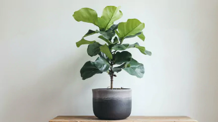HD wallpaper of a fiddle leaf fig houseplant in a gray pot on a wooden shelf against a plain white background.