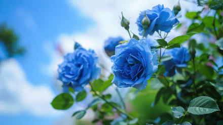 A cluster of vibrant blue roses blooming against a clear sky, captured in stunning 4K Ultra HD, designed as a PC desktop wallpaper.