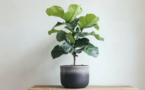 HD wallpaper of a fiddle leaf fig houseplant in a gray pot on a wooden shelf against a plain white background.