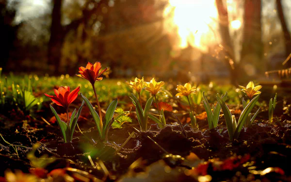HD desktop wallpaper featuring spring blossoms and sprouts bathed in golden sunlight, creating a serene and vibrant background.