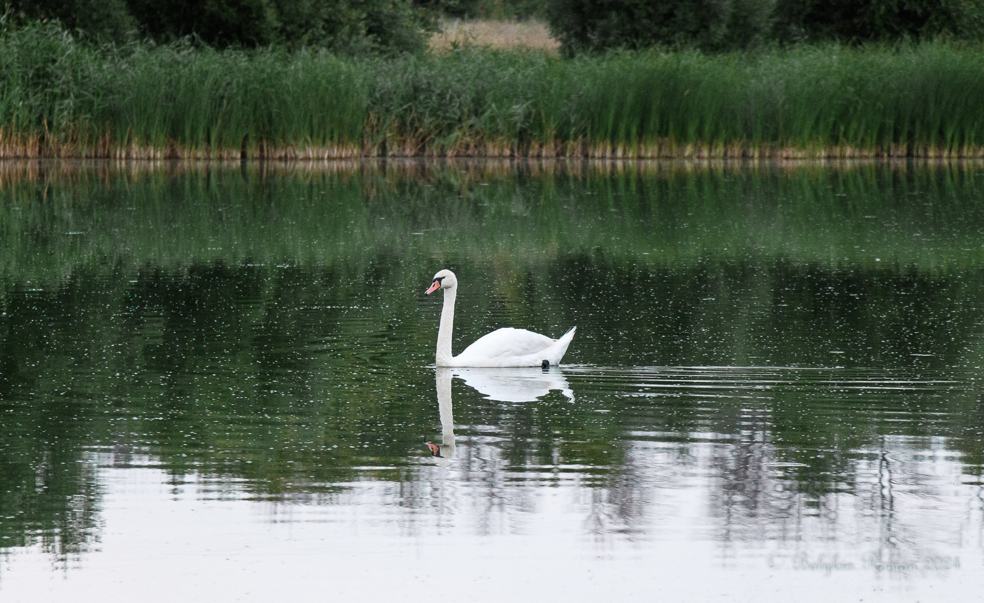 swan by Vergilius