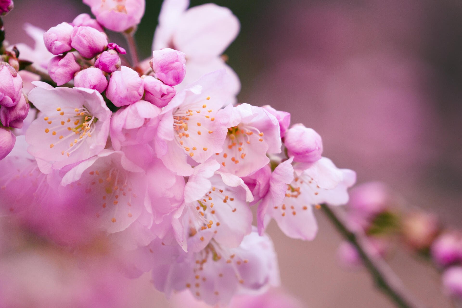Download Flower 4k Ultra HD Wallpaper